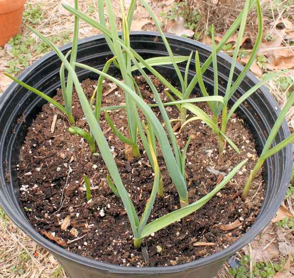 blueberry plants potted Potted Blueberry