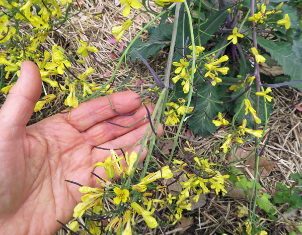 wildflower mixed seeds Mixed Wild Flower Seeds – Seeds Connect main image 1