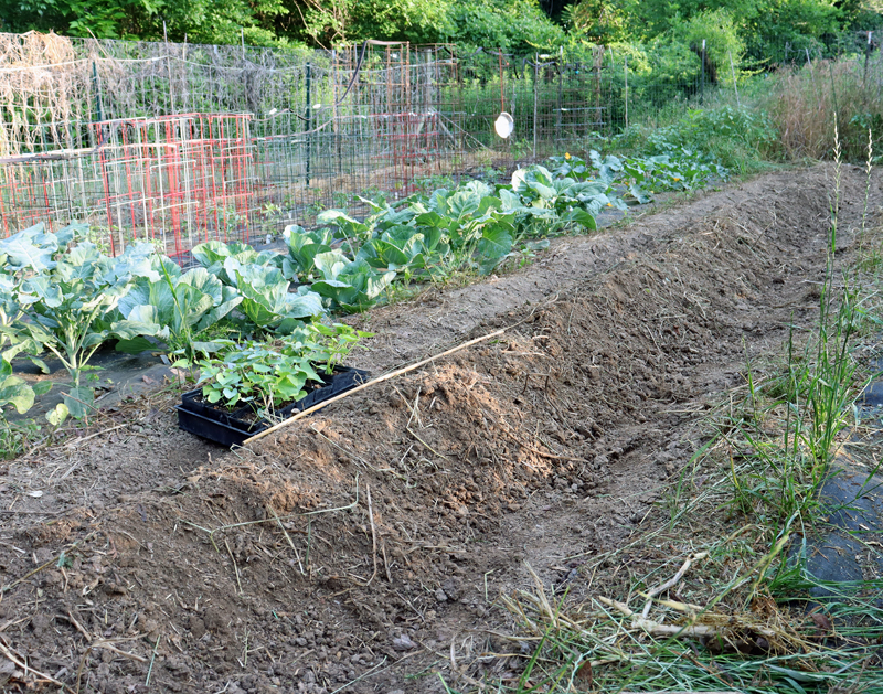 Planting Sweet Potatoes | Happy Acres Blog