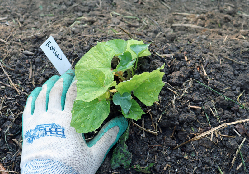 Planting Sweet Potatoes | Happy Acres Blog